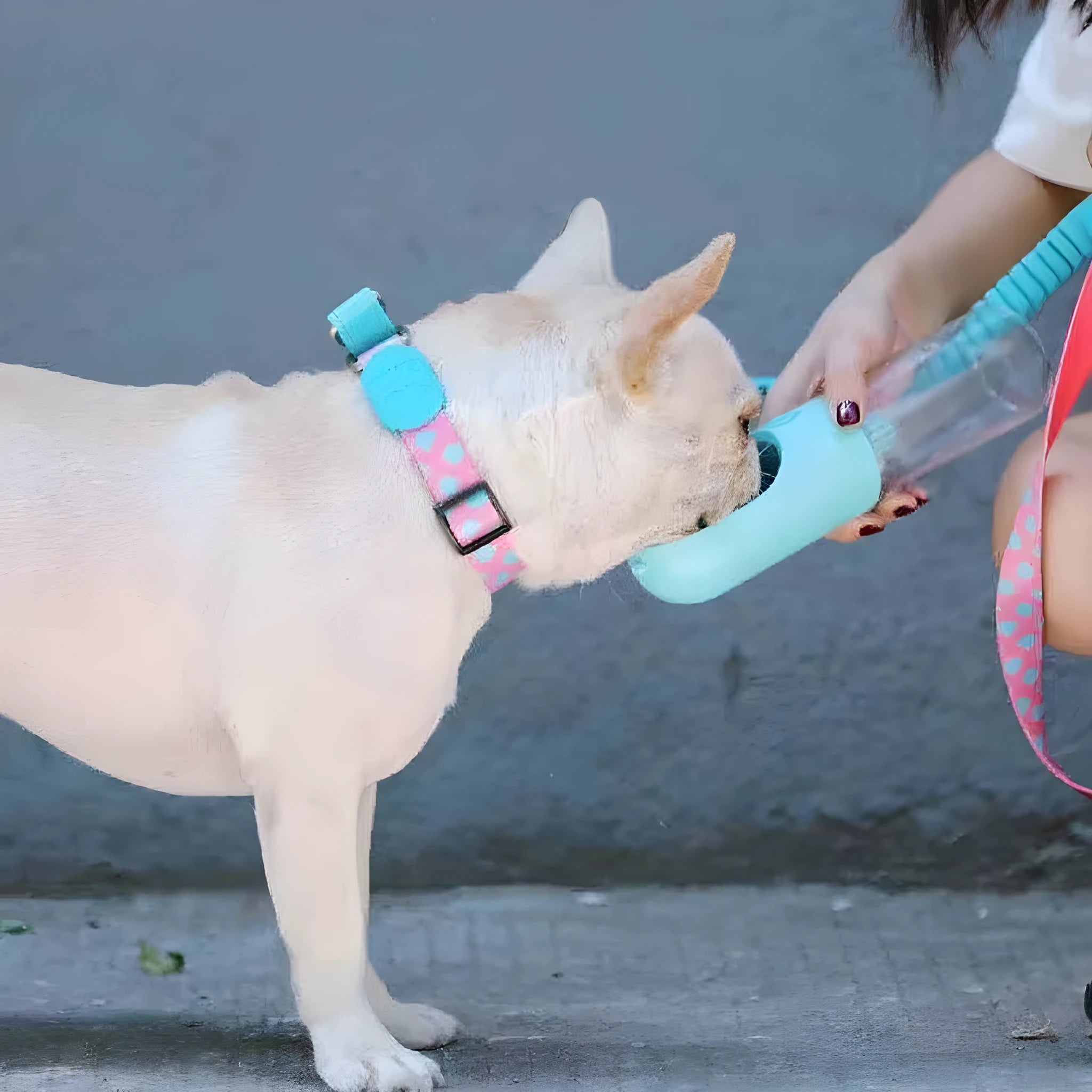 Nylon half p explosion-proof pet traction neckband in Sunrise colour on a dog