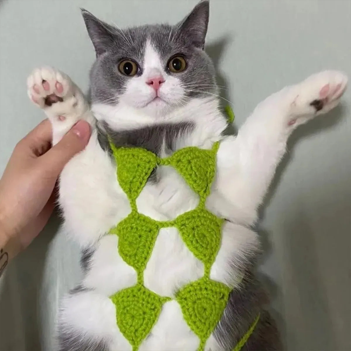 Cat wearing bikini costume in multiple colour options for festive dress-up