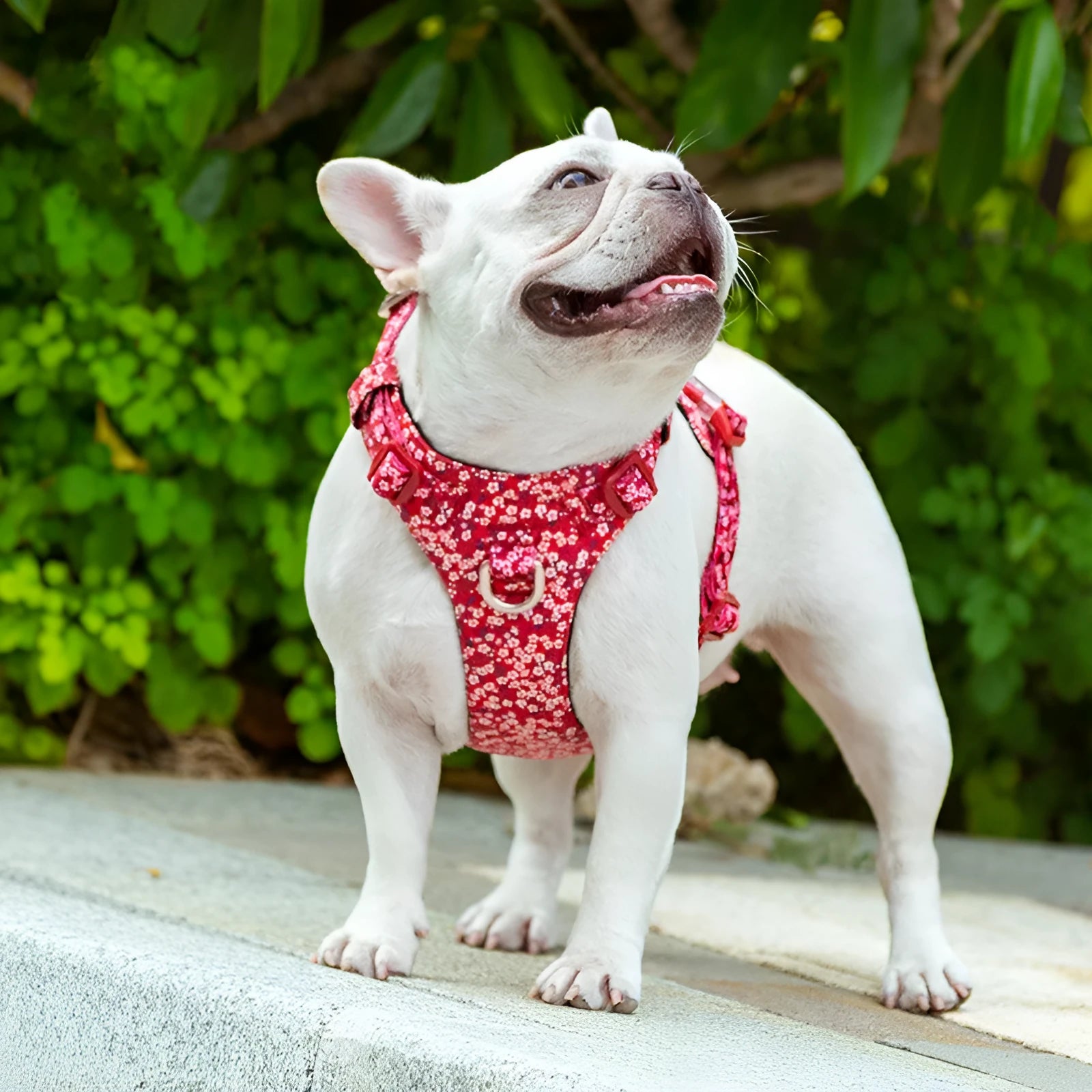 Pure cotton dog harness chest strap with floral pattern in red, blue or green colour options