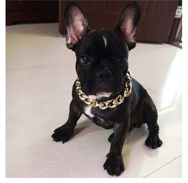 Gold coloured chain dog collar with twisted geometric pattern and buckle on small dog