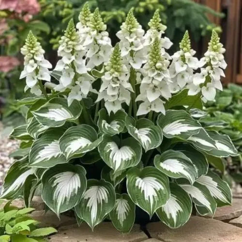 Pack of Coloured Leaves Jade Barrettes potted flower seeds showing 50 tablets in OPP packaging.