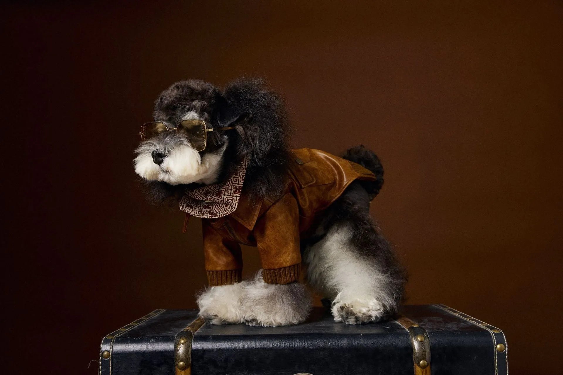 Brown retro long sleeve PU leather dog coat on Schnauzer or Bichon breed