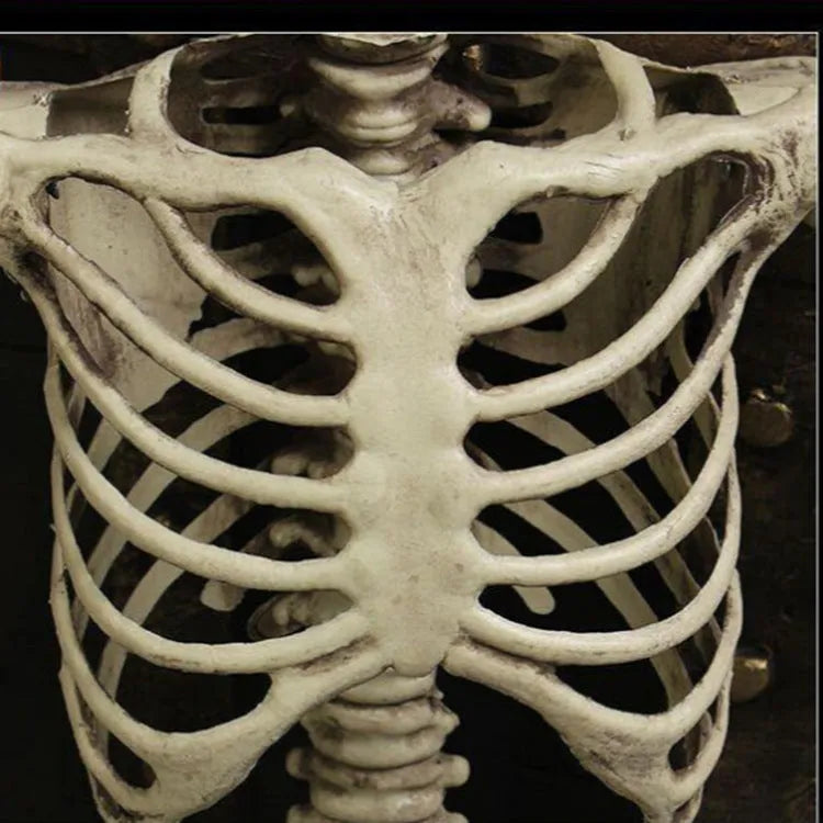 170cm tall plastic skeleton prop with detailed human skull and anatomical bone structure