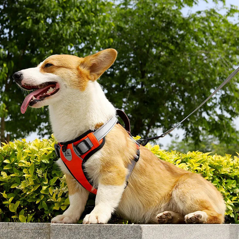 Adjustable polyester dog chest harness in various colours with optional hand holding rope
