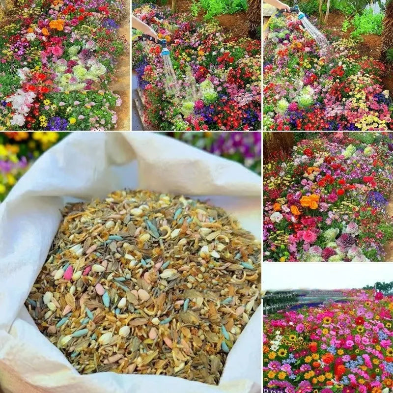 Packet of Purpleflower Holly Leaf mixed wildflower seeds for garden planting