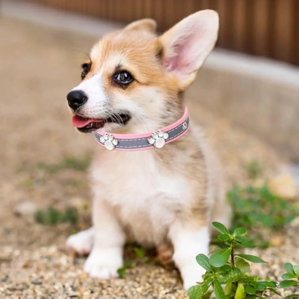 Reflective adjustable PU leather dog collar with metal paw rivet, shown on a size chart for S, M, L, XL, XXL.