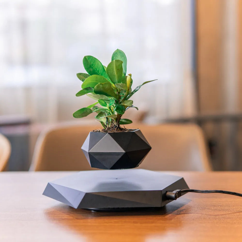 Floating magnetic levitating flower pot in wood grain finish with micro plant suspended 15mm above hexagonal base