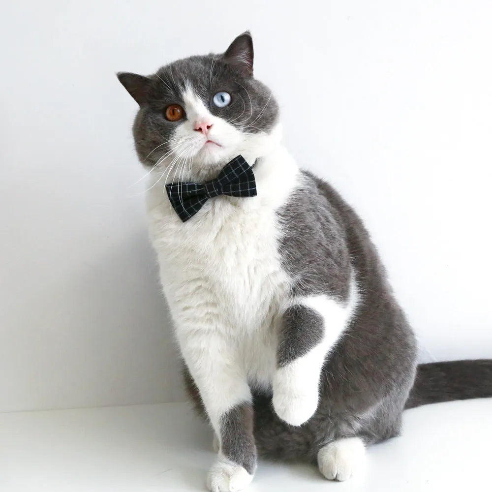 Small pet wearing a woolen felt doctor's degree hair band with a red cap bow tie attached