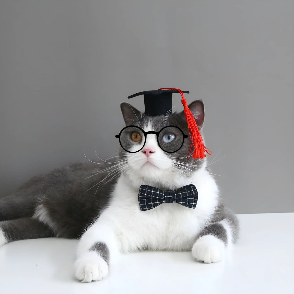 Small pet wearing a woolen felt doctor's degree hair band with a red cap bow tie attached