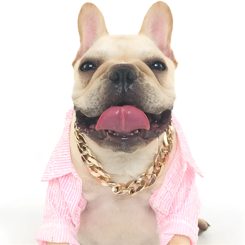 Gold coloured chain dog collar with twisted geometric pattern and buckle on small dog