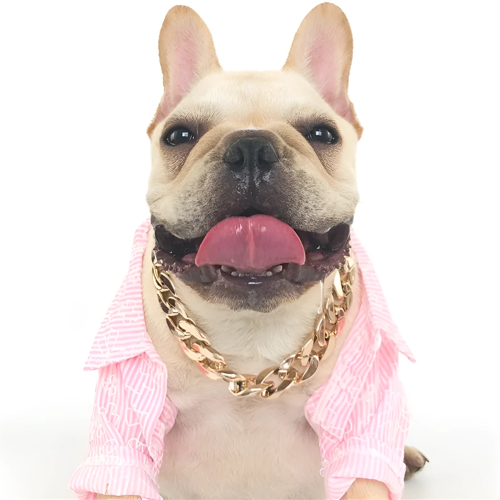 Gold coloured chain dog collar with twisted geometric pattern and buckle on small dog