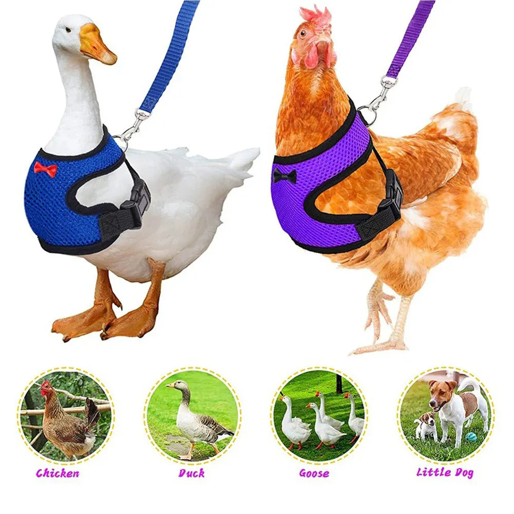 Chicken harness vest with decorative bow collar and traction rope for poultry pet control