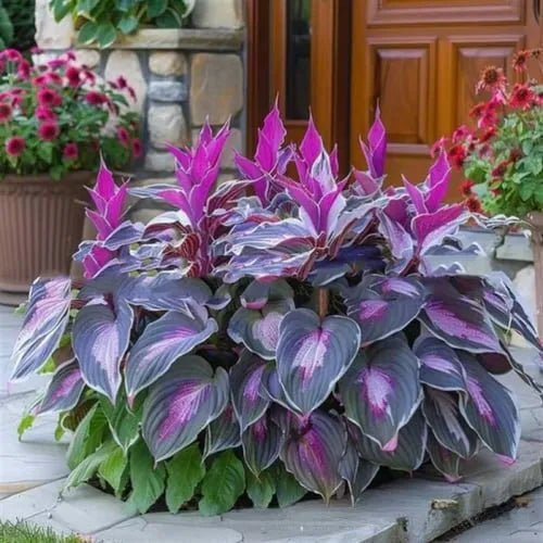 Pack of Coloured Leaves Jade Barrettes potted flower seeds showing 50 tablets in OPP packaging.