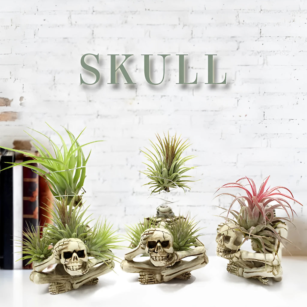 Gothic skull design resin bracket for Tillandsia air plants measuring 7×8×12.5cm