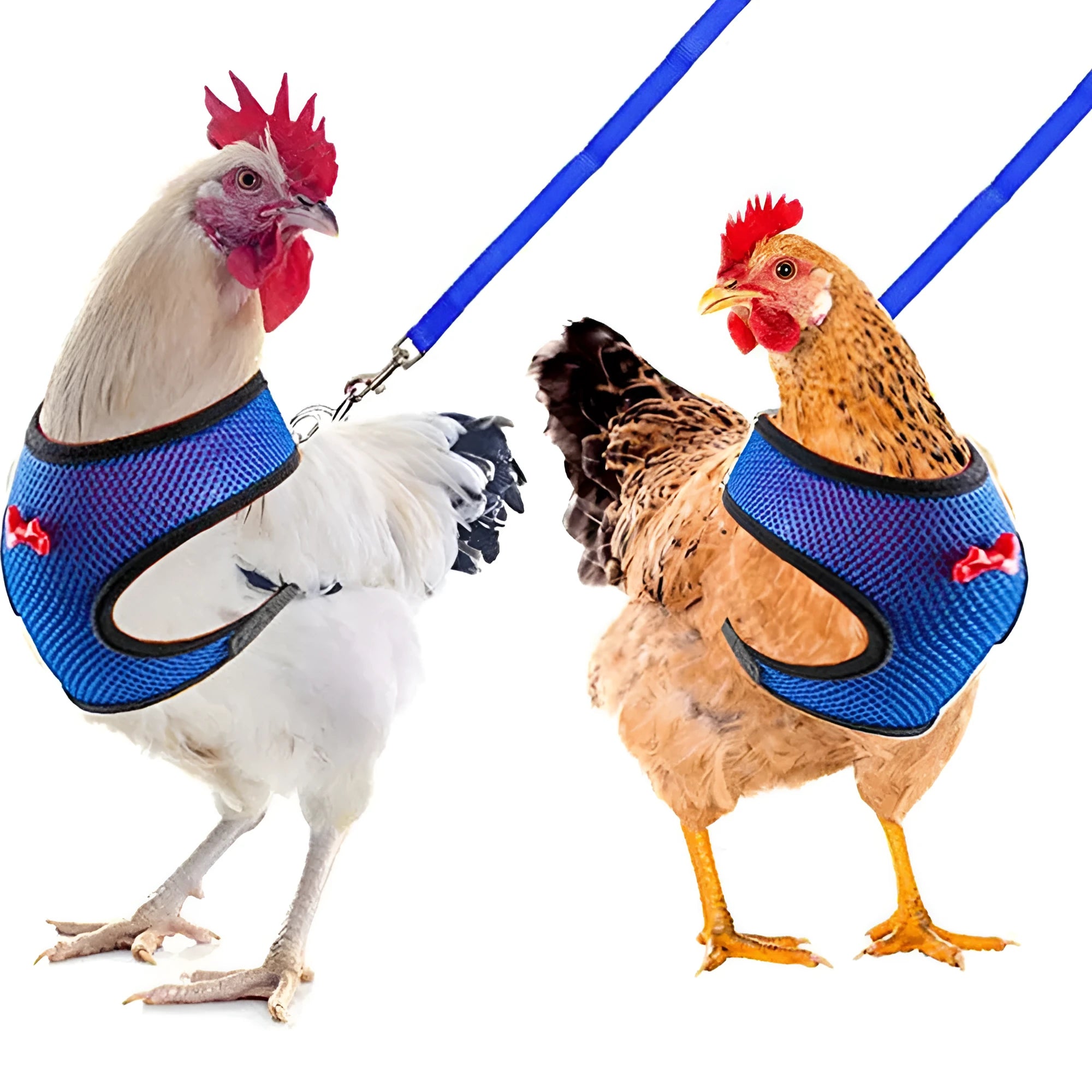 Chicken harness vest with decorative bow collar and traction rope for poultry pet control