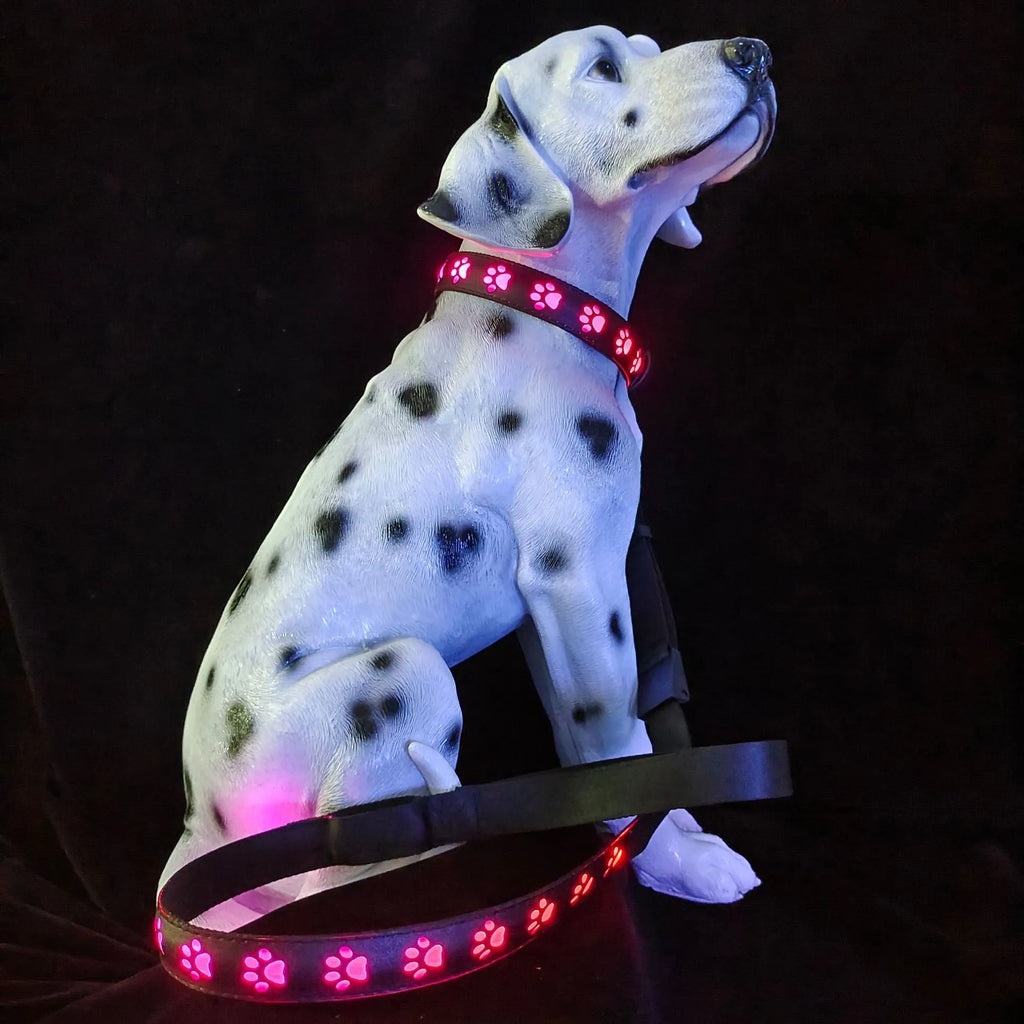 USB-rechargeable LED dog collar with paw print pattern showing seven different coloured lights.