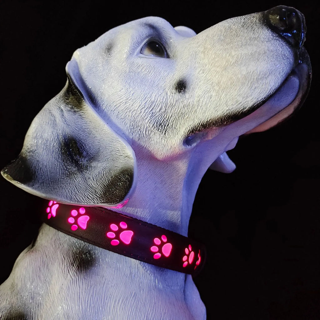 USB-rechargeable LED dog collar with paw print pattern showing seven different coloured lights.
