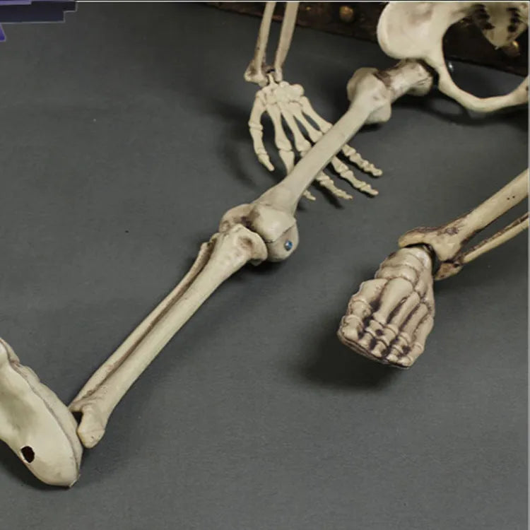 170cm tall plastic skeleton prop with detailed human skull and anatomical bone structure