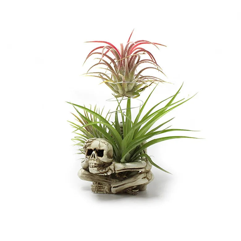 Gothic skull design resin bracket for Tillandsia air plants measuring 7×8×12.5cm