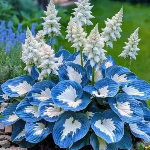 Pack of Coloured Leaves Jade Barrettes potted flower seeds showing 50 tablets in OPP packaging.