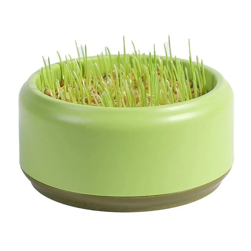 Hydroponic cat grass kit with soilless planting cups in blue, green and yellow colours containing cat grass seeds