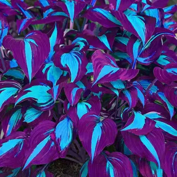Pack of Coloured Leaves Jade Barrettes potted flower seeds showing 50 tablets in OPP packaging.