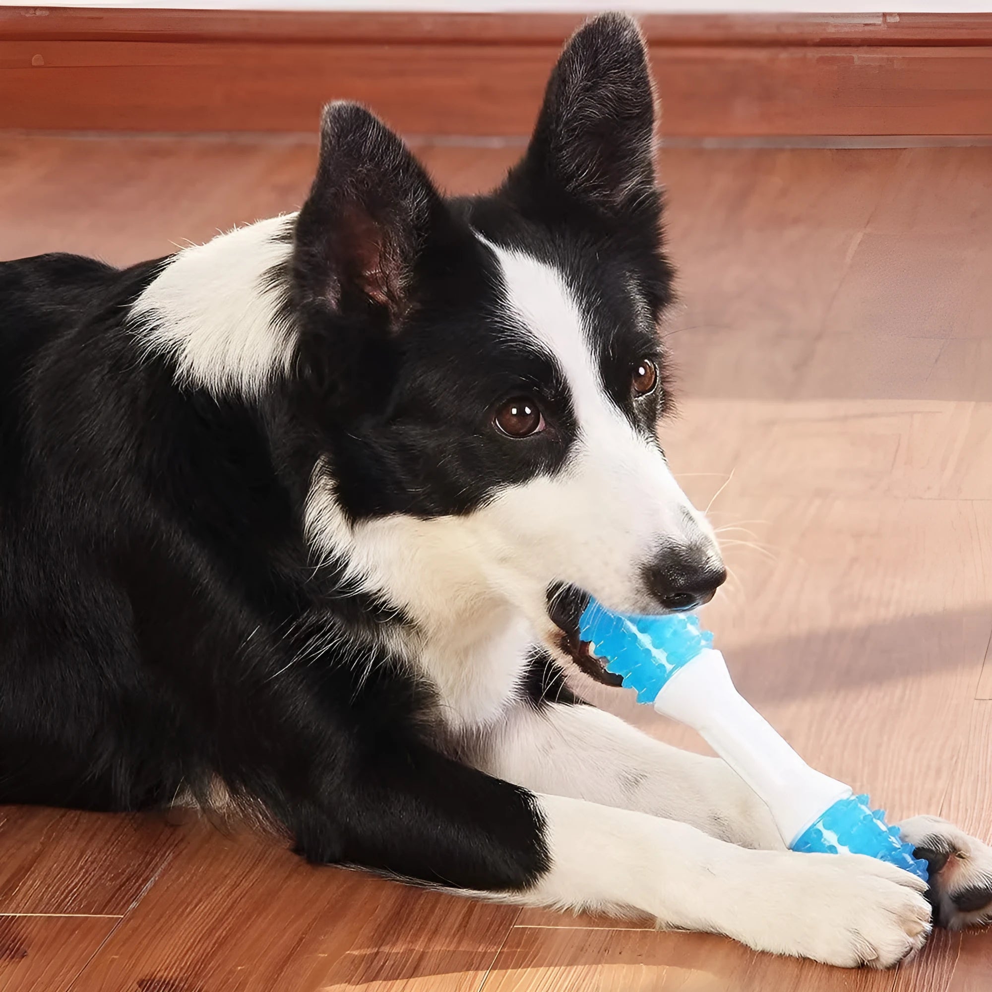 Dual-colour puppy teething chew toy made from TPR and PU rubber for dogs aged 2-8 months