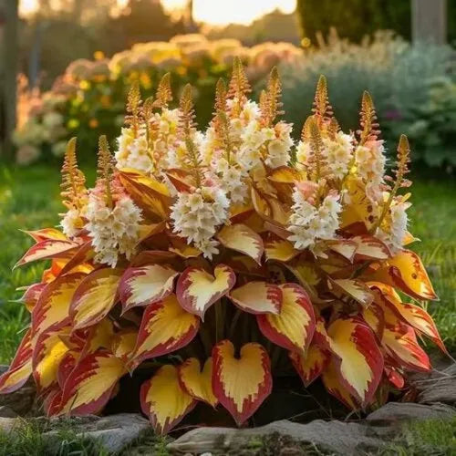 Pack of Coloured Leaves Jade Barrettes potted flower seeds showing 50 tablets in OPP packaging.