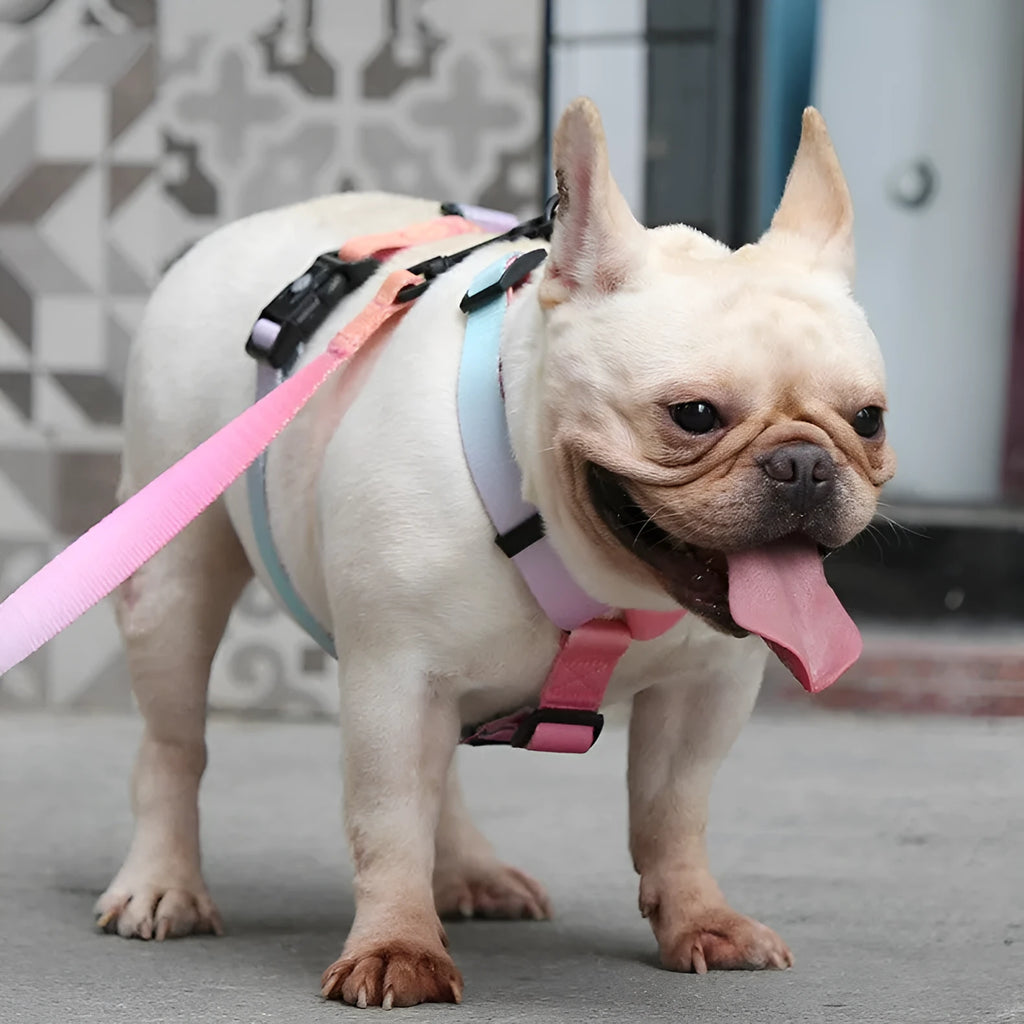 Gradient colour dog harness chest straps in purple, blue, neon, and green designs with adjustable sizing.