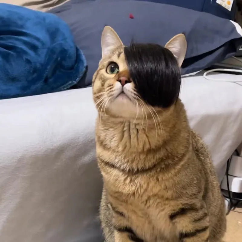 Black polyester fox-style braid wig for cats on a mannequin head.