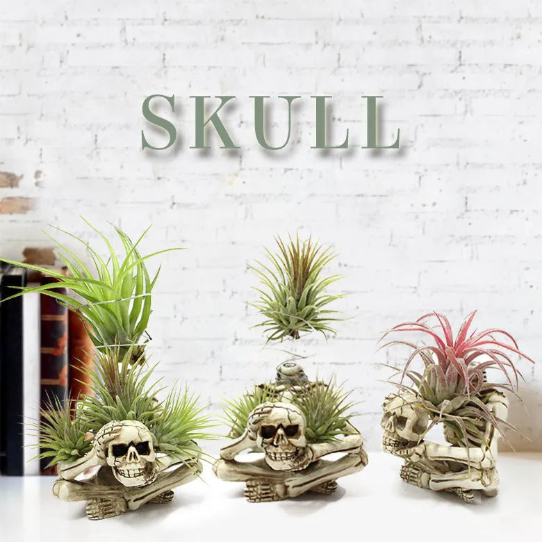 Gothic skull design resin bracket for Tillandsia air plants measuring 7×8×12.5cm