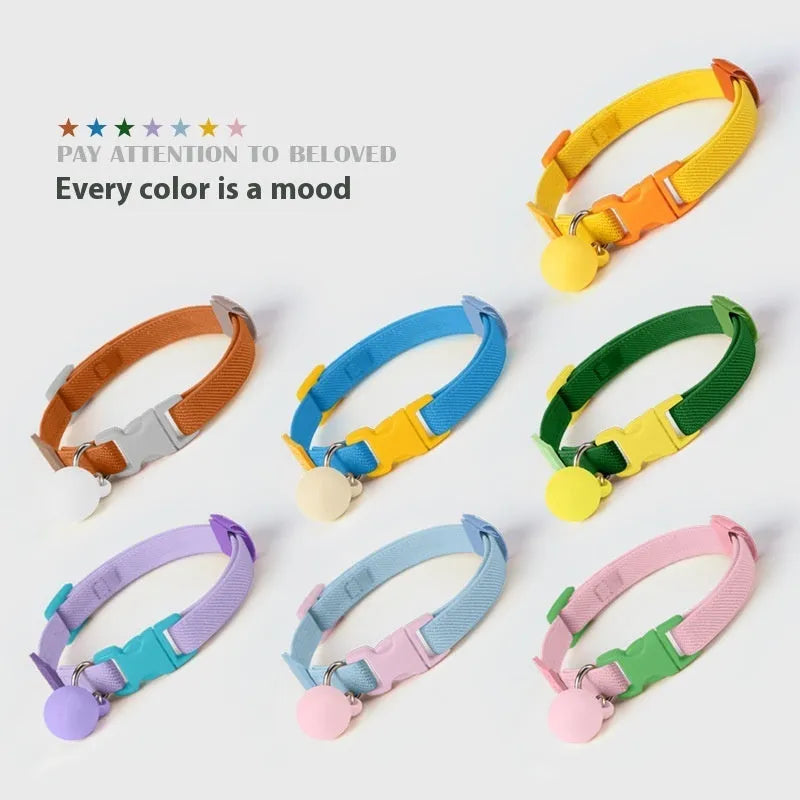 Small dog wearing a stretchy polyester pet collar in a choice of seven colours.