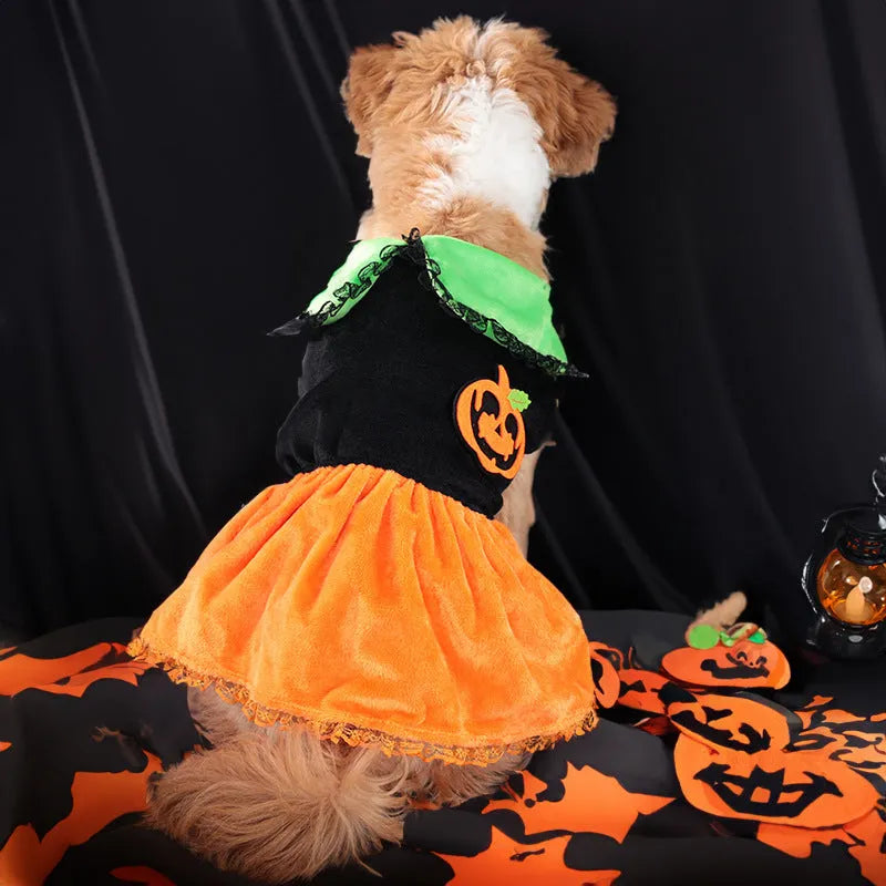 Halloween pumpkin skirt costume on a small dog made from crystal velvet fabric
