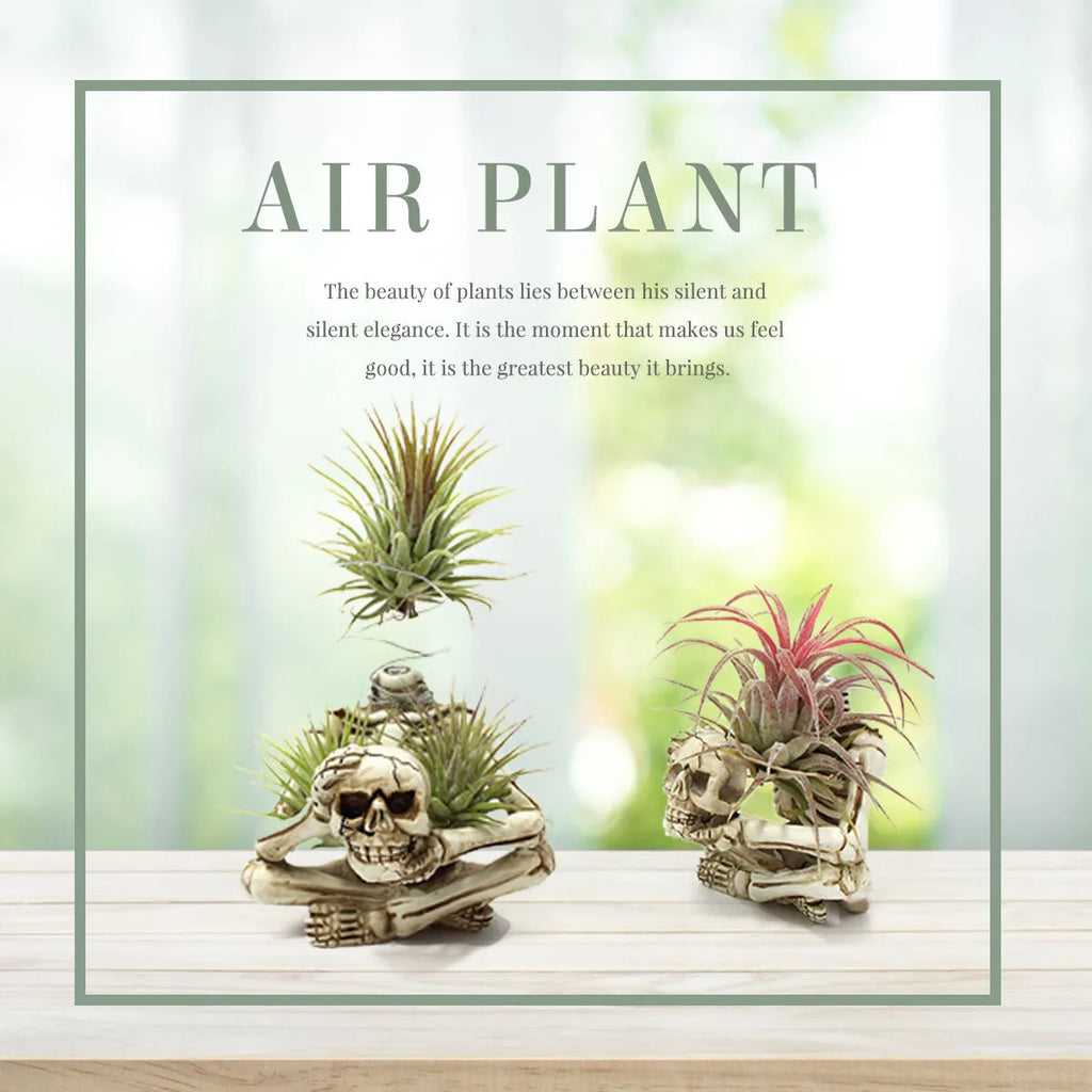 Gothic skull design resin bracket for Tillandsia air plants measuring 7×8×12.5cm
