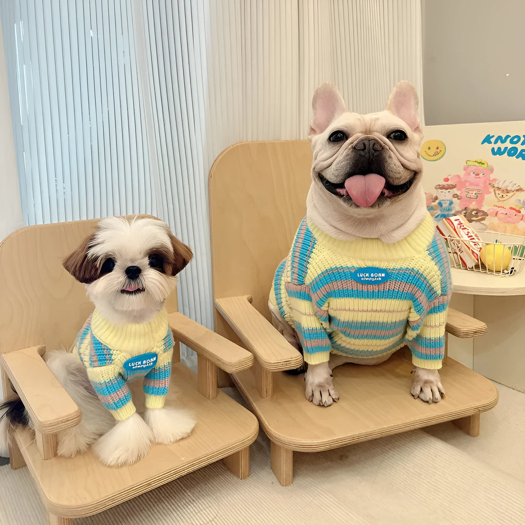 Blue and yellow striped wool dog sweater shown on a small white dog, sizes XS to XXL.