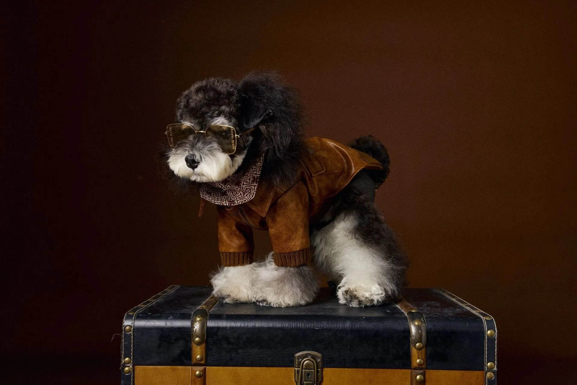 Brown retro long sleeve PU leather dog coat on Schnauzer or Bichon breed