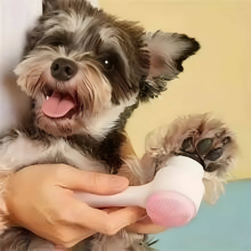 Blue nylon bristle pet paw brush with PP handle for dogs and cats