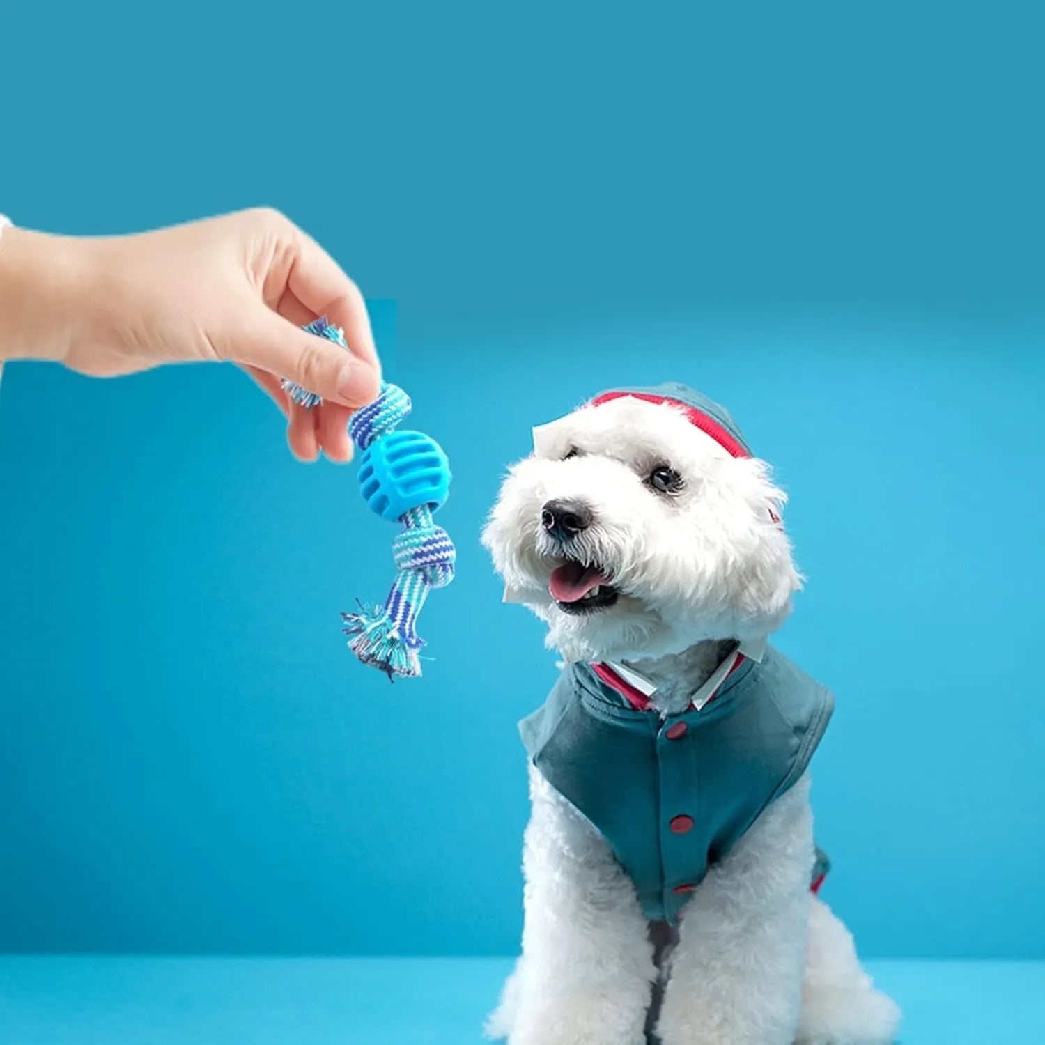 Blue molar-shaped dog chew toy with rope attachments for dental care and chewing