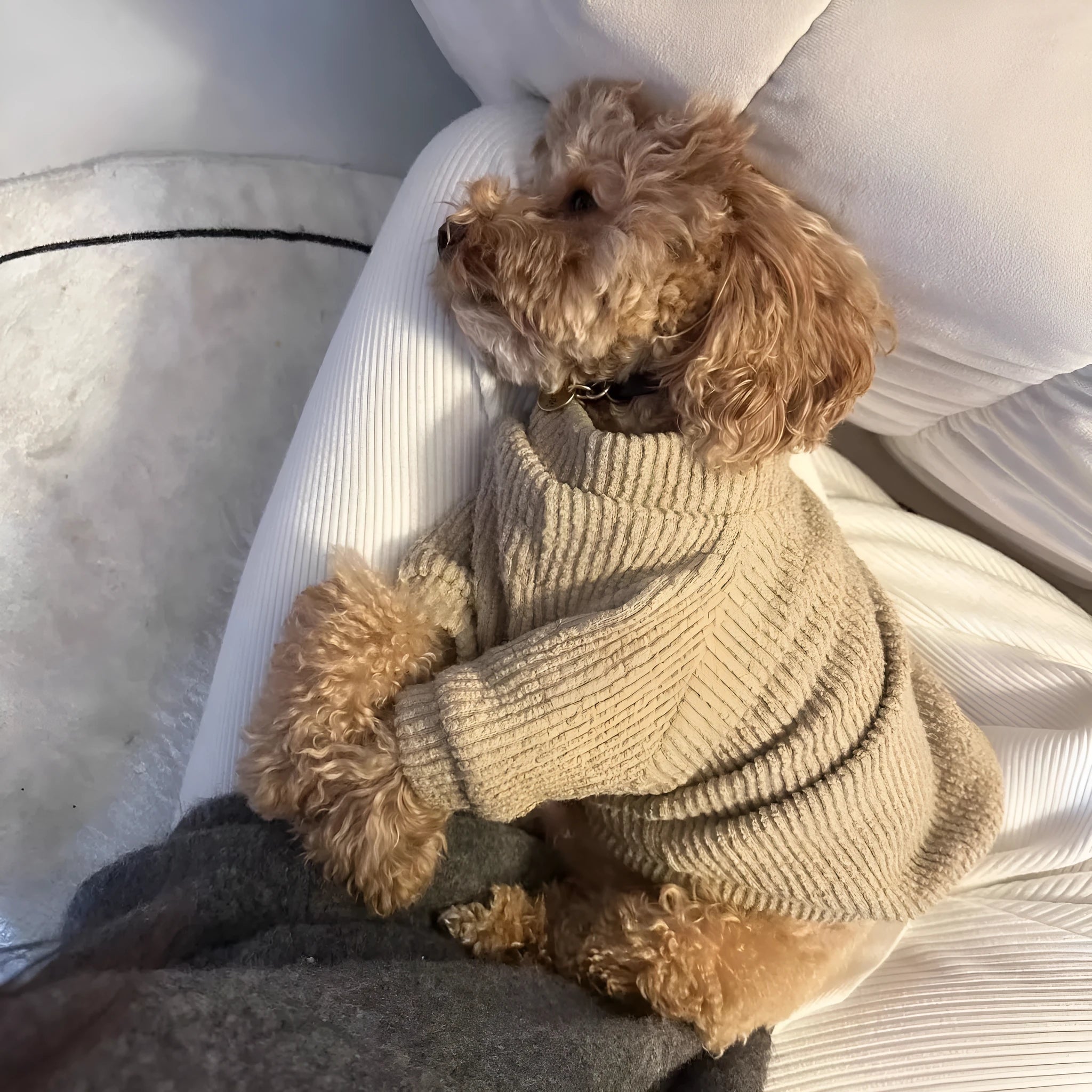 Brown cloth pullover sweater on a small dog, showing casual style and fit for breeds like Bichon or Pomeranian.
