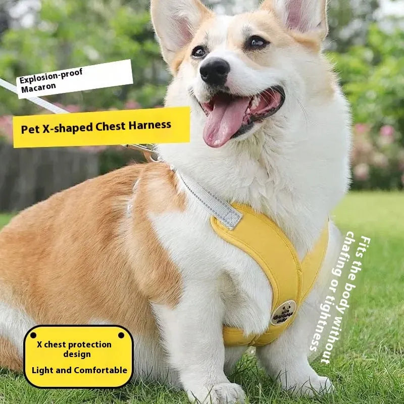 Polyester pet walking vest and hand-holding rope combo set in four colour options