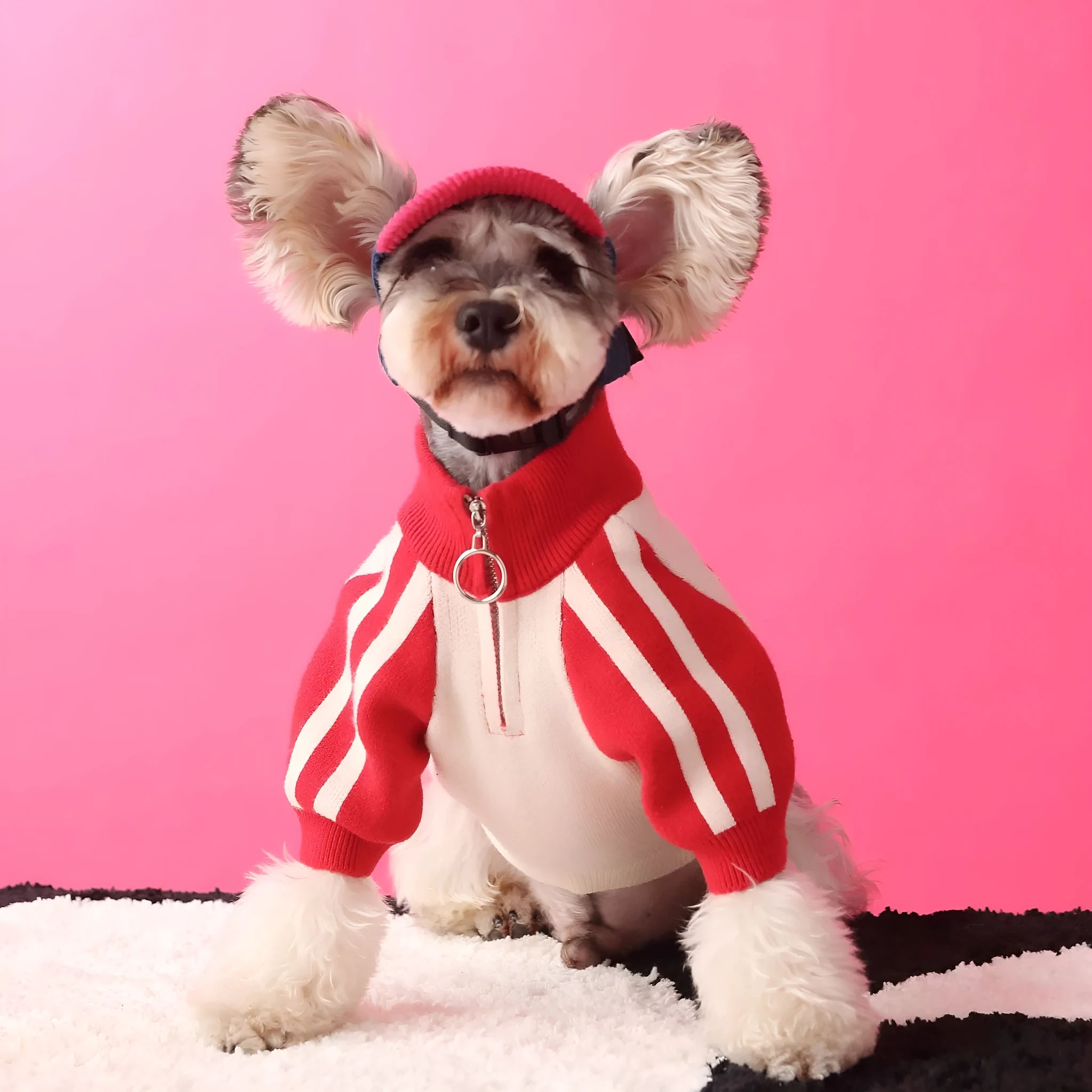 Red wool knit sports cardigan sweater worn by a dog, showing ribbed collar and front opening.