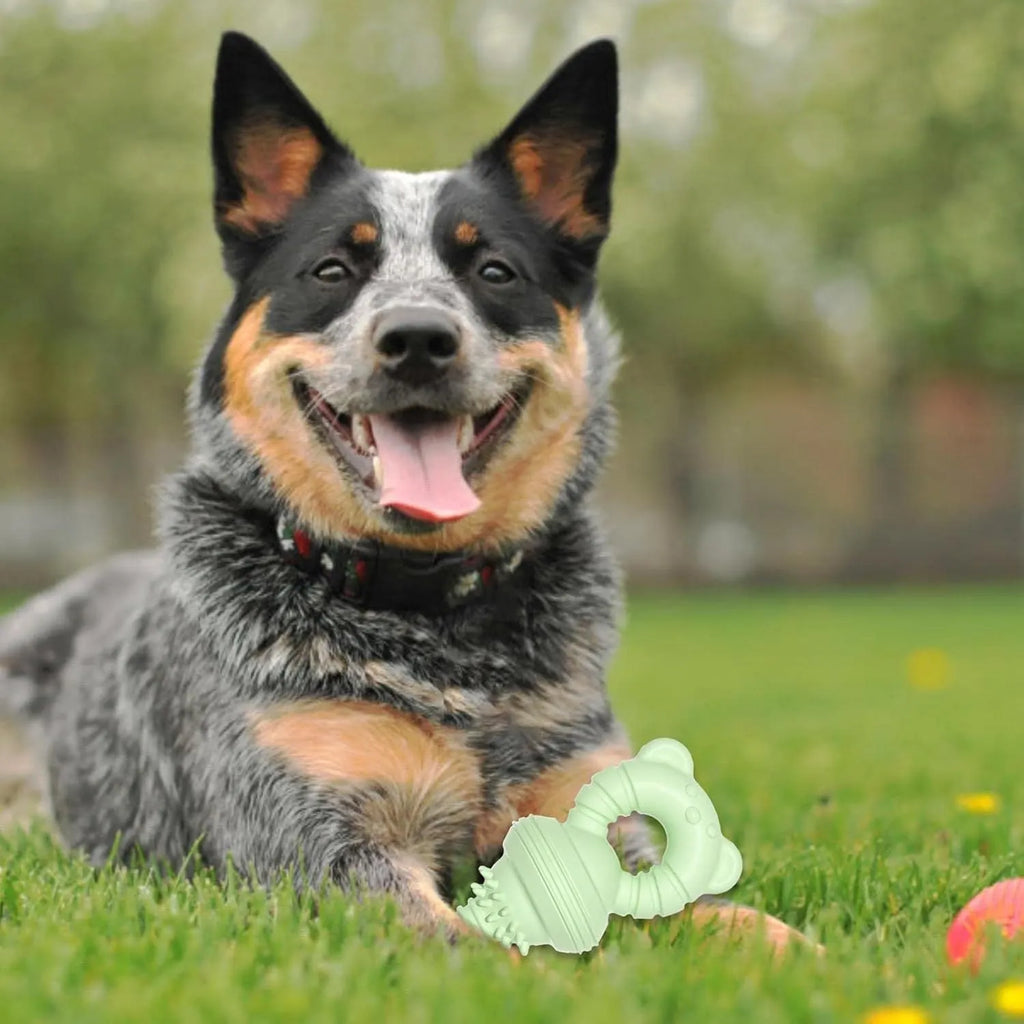 Blue rubber molar clean dog chew toy with textured surface for large breed pets