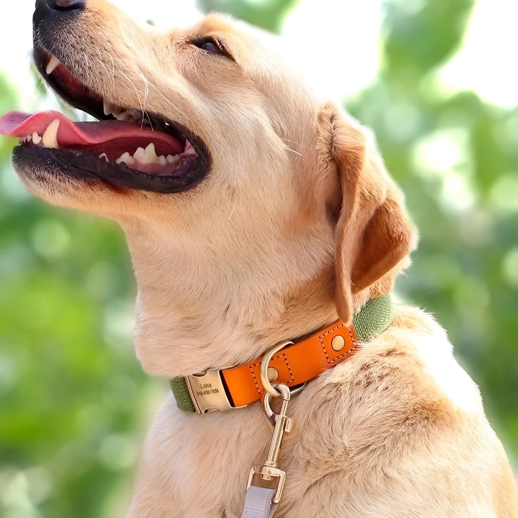 Small dog wearing handmade mohair collar with matching traction rope in green with embroidered lettering