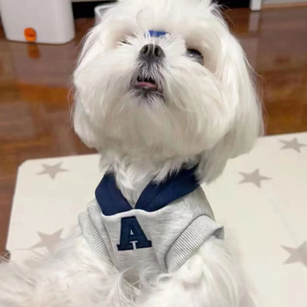 Blue and white colour-block pet hoodie with reflective letters on a dog