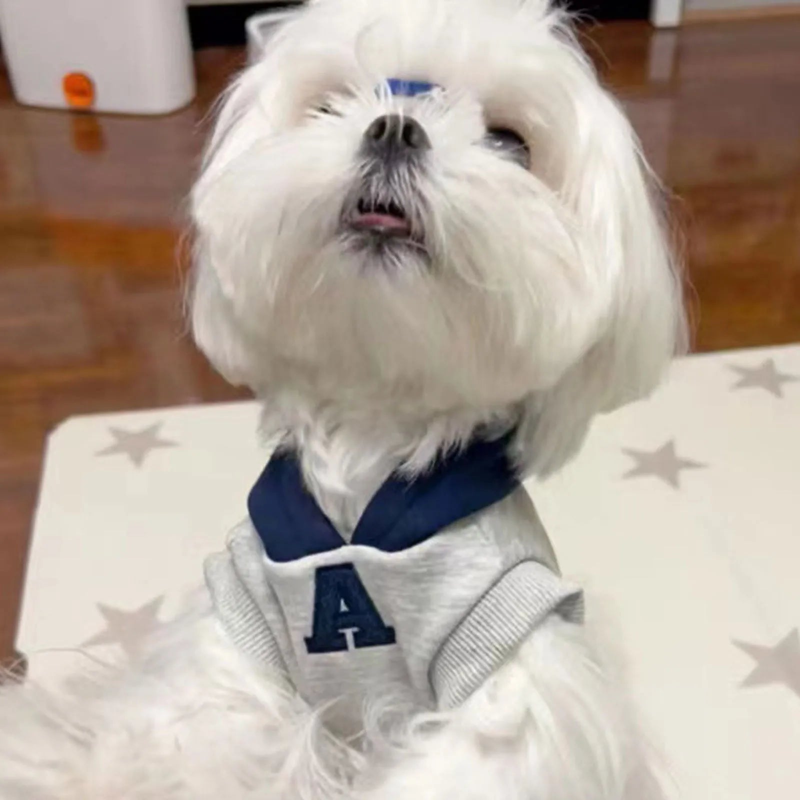Blue and white colour-block pet hoodie with reflective letters on a dog