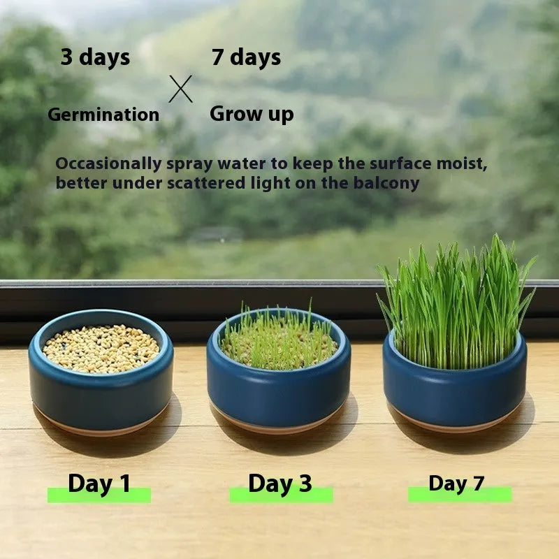 Hydroponic cat grass kit with soilless planting cups in blue, green and yellow colours containing cat grass seeds