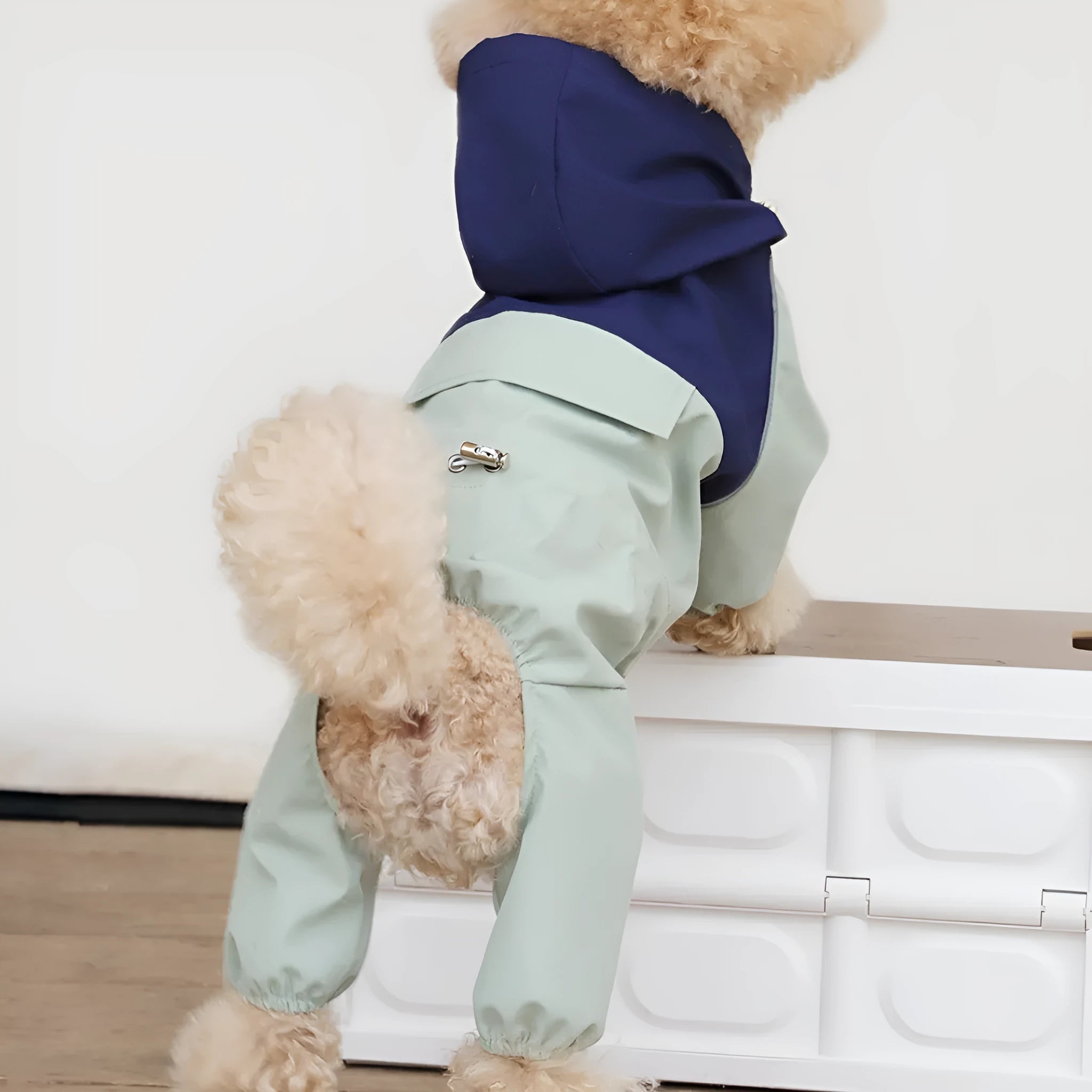 A small dog wearing a khaki coloured British style waterproof polyester shell jacket outdoors.