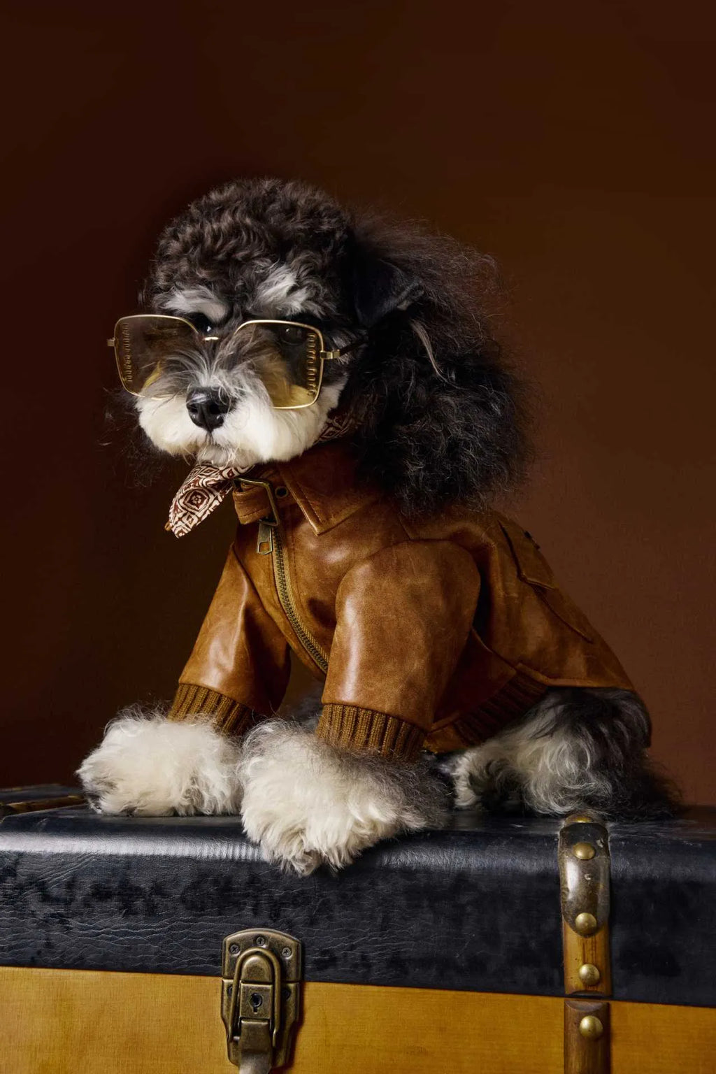 Brown retro long sleeve PU leather dog coat on Schnauzer or Bichon breed