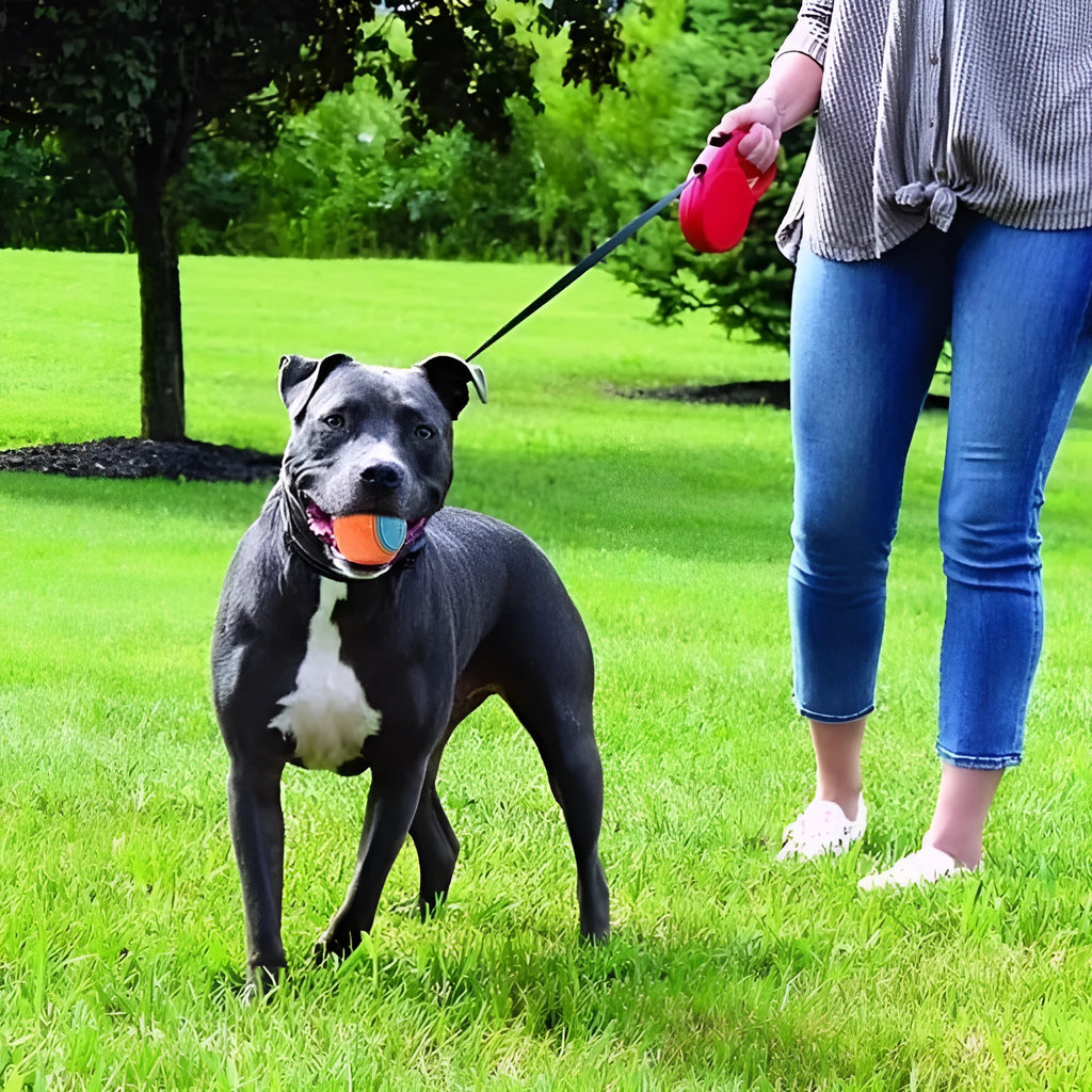 Red and blue TPR rubber dog ball with squeaker, shown next to a 6.5 cm measurement guide.