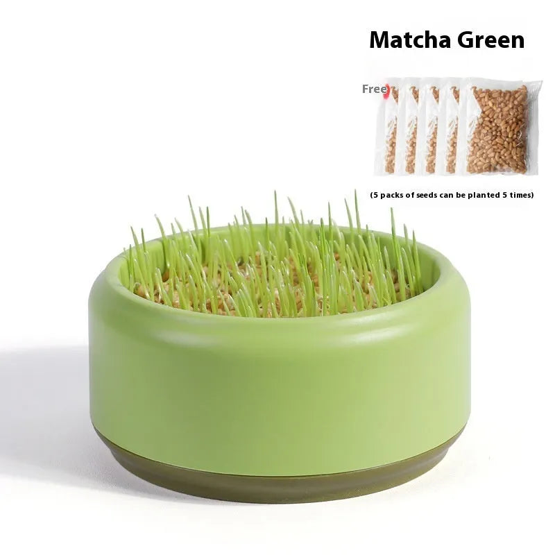 Hydroponic cat grass kit with soilless planting cups in blue, green and yellow colours containing cat grass seeds